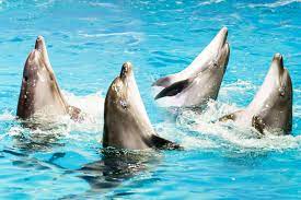 Dolphin Show & seal Ticket Only- Dubai